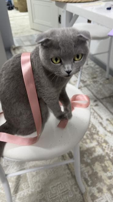 chi su: Скотиш Фолд (Шотландская вислоухая), 1 год, Девочка, Голубой, Приучена к лотку — 3