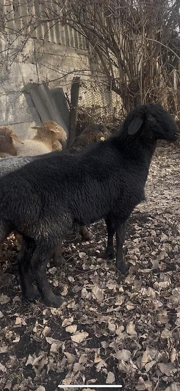 сколько стоит алабай: Продаю | Баран (самец) | Для разведения | Осеменитель — 4