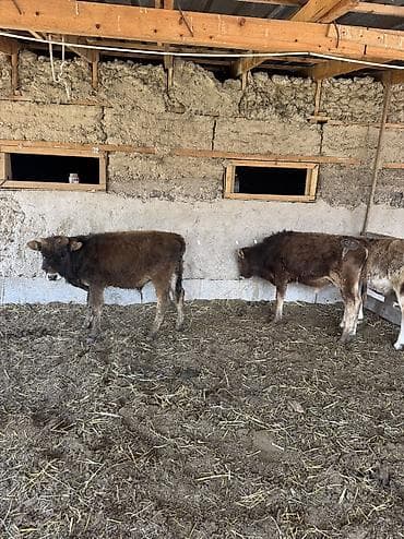 животные на продажу: Продаю | Бык (самец) | Алатауская | Для разведения | Привязанные — 7