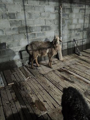 Продаю | Овца (самка) | Для разведения | Ярка