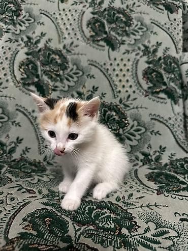 новорожденные котята: Котята, домашние, короткошёрстные. - Описание: игривые и общительные — 2