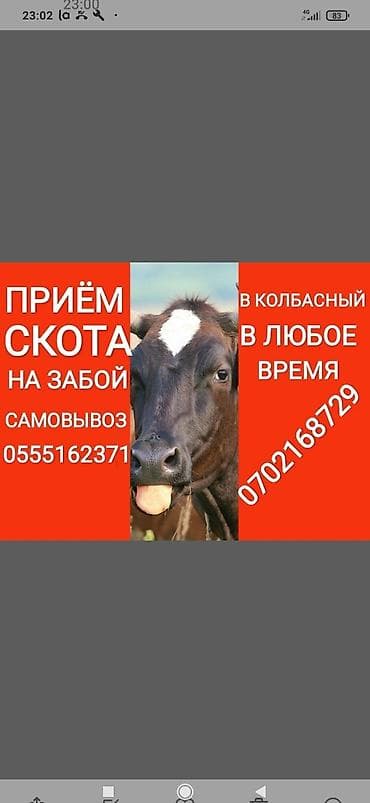 Куплю | Коровы, быки, Лошади, кони, Другие с/х животные | Круглосуточно, Любое состояние, Забитый