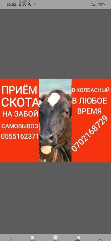 крематорий для животных бишкек: Сатып алам | Уйлар, букалар, Жылкылар, аттар, Башка а/ч жаныбарлары | Күнү-түнү, Бардык шартта, Союлган — 1