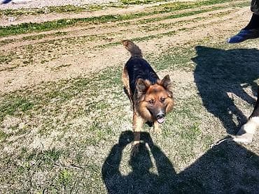 кангал алабай: Немецкая овчарка, длинношёрстный тип. - Окрас: чёрно-рыжий (чёрная — 1