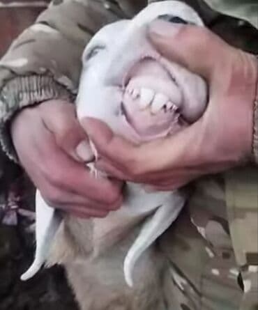 собаки карабалта: Сатам | Кочкор (эркек) | Арашан | Көбөйтүү үчүн | Жасалма жол менен боозутуу — 2