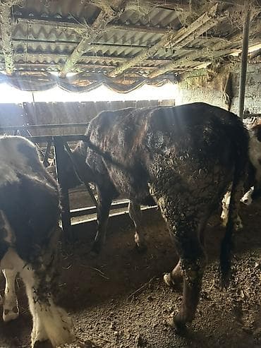 Айыл-чарба жаныбарлары: Сатам | Кунаажын | Аргын | Бордоп семиртүү үчүн | Байланган — 2