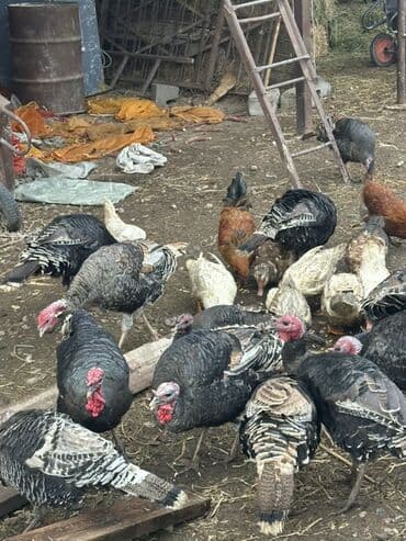 Продаю | Индюк (самец) | Для разведения | Племенные