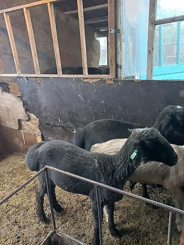 парода уйлар: Продаю | Ягненок, Баран (самец) | На забой | Кастрированные — 10