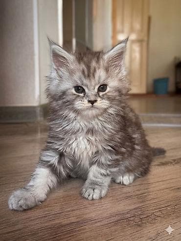 мейкун кошка: Пушистый котёнок породы мейн-кун, окрас серебристый мрамор — 1