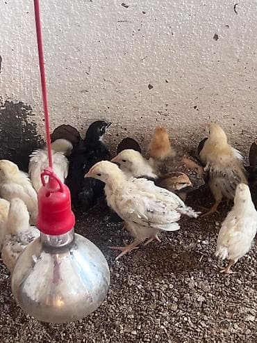 3д сетки: Продаю | Цыплята | Для разведения — 2