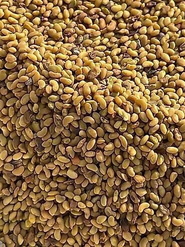 Семена кормовых растений: Люцерна