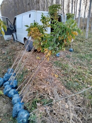 саженцы живой изгороди купить: Көчөттөр дарактардын: Клёндор — 2