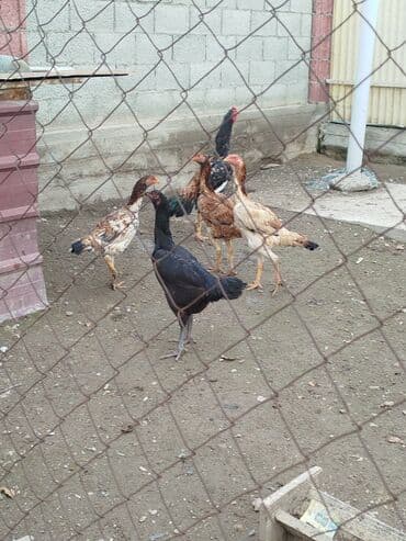 ак кой: Продаю | Куры — 2