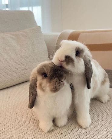 коен: Ищем нежного, тихого и очень милого друга для дома чтобы она была — 2