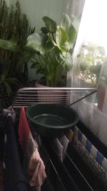 Герандар жана пеларгониялар: Комнатные растения,продаю,выращивала для себя, ухоженные,все цветы в — 4