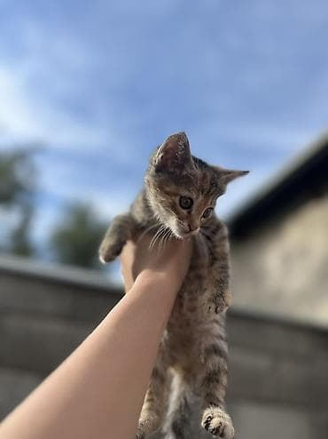 кошк: Отдаются даром маленькие котята! 🐈‍⬛ Ищут заботливые дома,где будут — 3