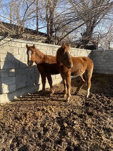 сколько стоит жеребёнок лошади: Продаю | Жеребенок | Полукровка | Рабочий — 3