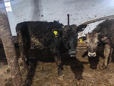 мастит: Продаю | Музоо, торпок | На откорм | Привязанные — 3