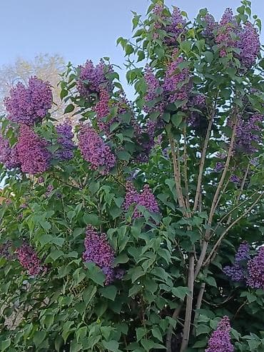 орхидеи фаленопсис: Сирень пурпурно-фиолетовая, крупноцветковая. Большие ветки по 50,100 — 9