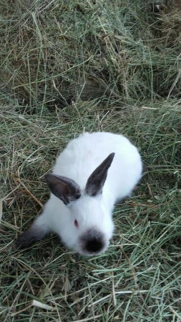 декоративные заборы: Кролики — 19