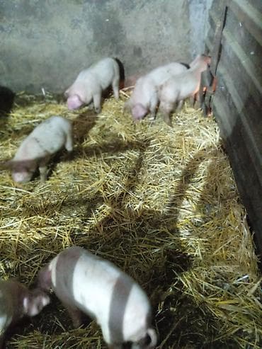 домашние птицы: Продаю | Поросенок | Для разведения — 3