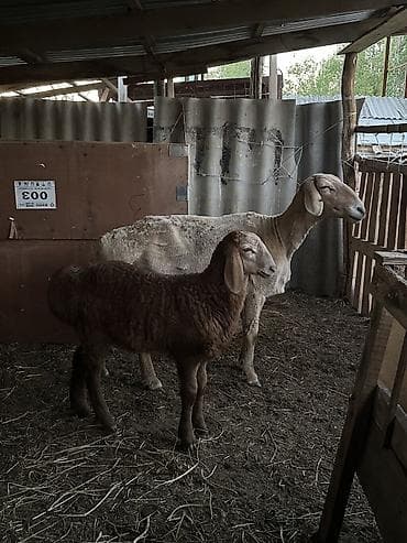 где можно купить перепелов: Продаю | Овца (самка) | Для разведения | Матка — 1