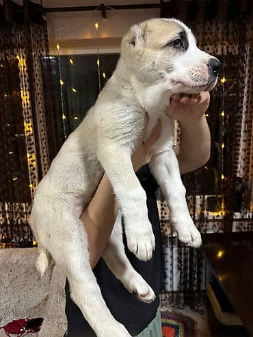 романовские овцы: Щенки крупной рабочей породы (тип молосс) с мощным костяком и — 9