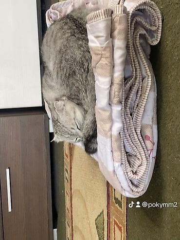 Аквариумдар: Скотиш Фолд (Шотландиялык шалпаң кулак), 1 жаш, Эркек, Боз — 8