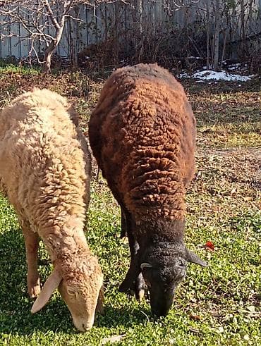 палевый: Продаю | Овца (самка), Ягненок, Баран (самец) | Гиссарская, Эдильбаевская, Арашан | На забой, Для разведения, Для шерсти | Ярка — 1