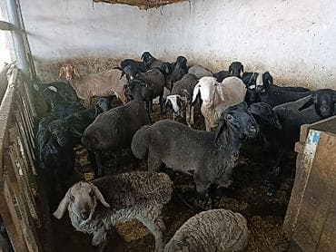 где можно купить аквариум с рыбками: Продаю | Овца (самка) | Для разведения | Матка — 1