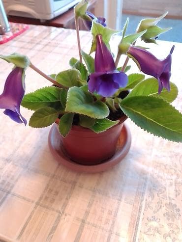 Цветок Глаксинья, комнатный, цветет долго