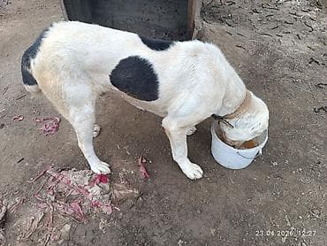 кубинский питбуль цена: Собака крупной породы алабай . Окрас белый с крупными черными пятнами — 2