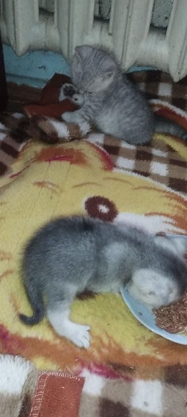 кошка британский: Готовы к бронированию породистые котята. Порода Шотландская скоттиш — 3