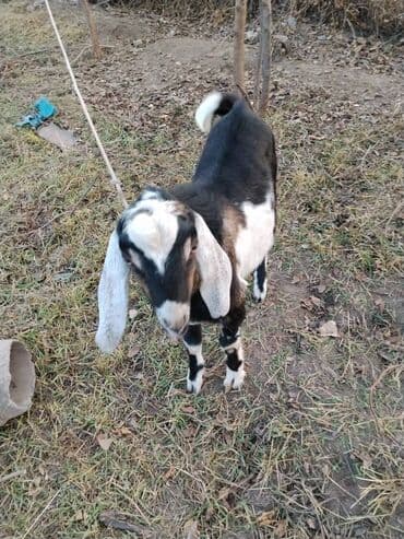 коровы молочные: Белая козочка,чёрный козёл,чистокровные нубийцы,обоим по 8 — 4