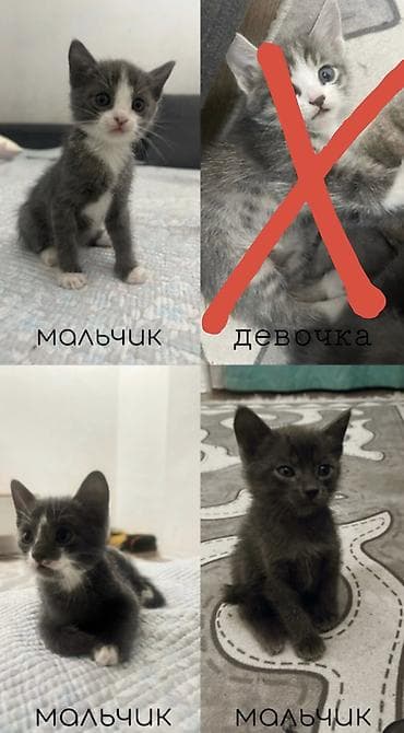 scottish fold: Милые котята, возраст 1,5 месяца 🐾 Уже приучены к туалету, начинают — 1