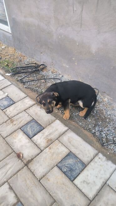 акита ину цена: Отдам хорошую руки хороший звонок — 4