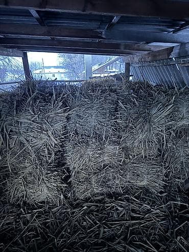 буудай саман: Продаю сено первый укос,с камышом 250сом тюк — 2