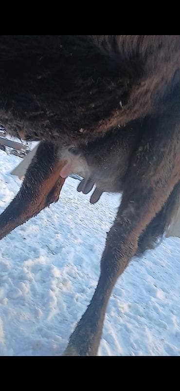 Продаю | Корова (самка) | Полукровка | Для молока | Стельные