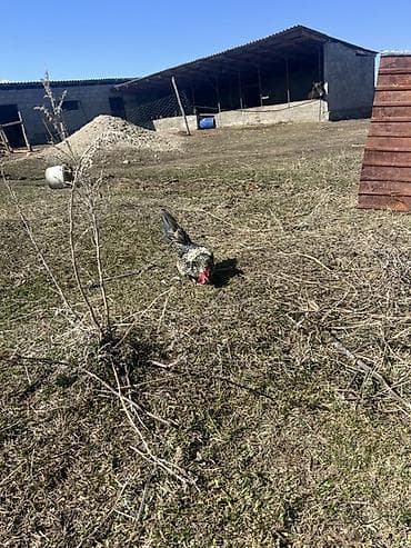 бык кара балта: Продаю | Петух | Для разведения — 4