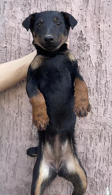 Ветеринар кызматы: Ягдтерьер, 5 айлык, Ургаачы, Эмделген — 3