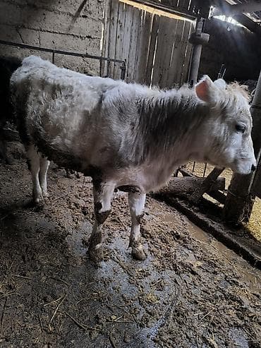 Продаю | Тёлка | На откорм, Для разведения