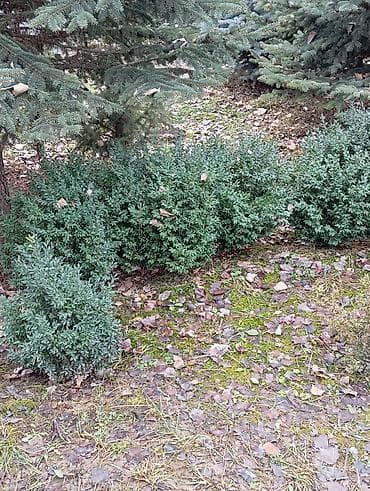 лист 3мм: Продаются ели голубые, зелёные, вечнозелёные самшиты, туи, сосны — 2