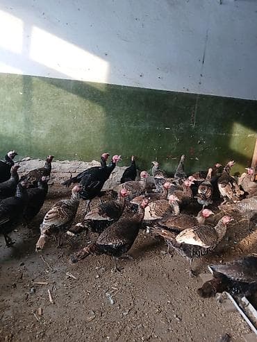 Собаки: Продаю | Индюшка (самка) | Полукровка | Для разведения — 1