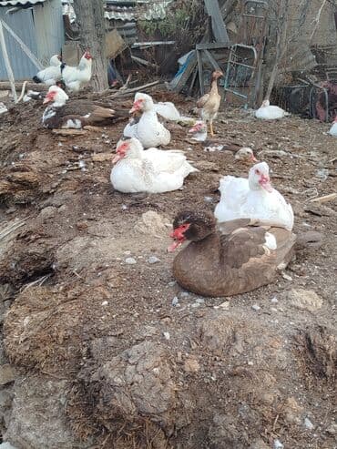 Продаются селизней на мясо очень жирные сочные цена 1000 сом