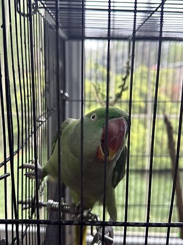 сколько стоят попугаи: Попугай Александрийский (зелёный, крупный) в комплекте с клеткой и — 1