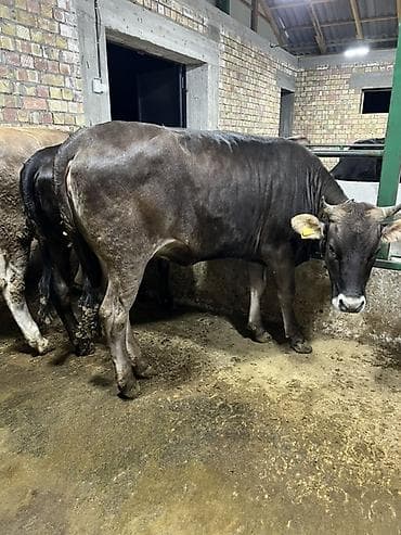 кукурузные хлопья: Продаю | Корова (самка) | Алатауская, Бельгийская, Абердин-ангус | Для молока | Племенные — 8