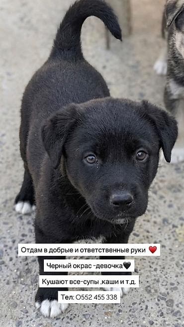 маленький собаки: Щенки для пристройства в добрые и ответственные руки. Варианты: - — 2