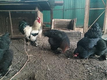 брама кохинхин: Продаю | Куры | Брама | Для разведения — 1