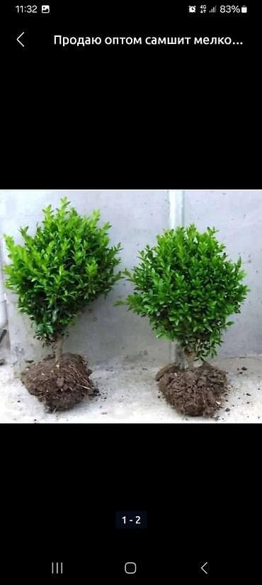 фикус гулу жонундо маалымат: Самшит (Buxus) в контейнере - Компактный вечнозелёный куст с плотной — 4