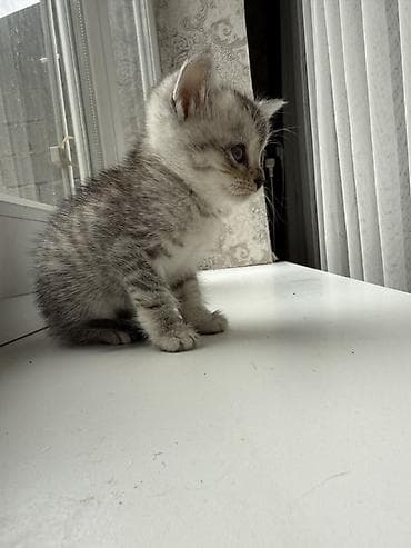 scottish fold: 2 Очаровательных котят продаю парода у них 1 скотиш страйт 2 — 3